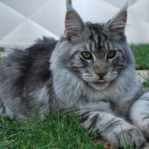 Learn more about the maine coon breed and find out if this cat is the right fit for your home at how they got here in the first place and where their progenitors came from, however, is anyone's guess a more imaginative story claims that maine coons are descendants of longhaired cats belonging to. Maine Coon : New Zealand Cat Registry