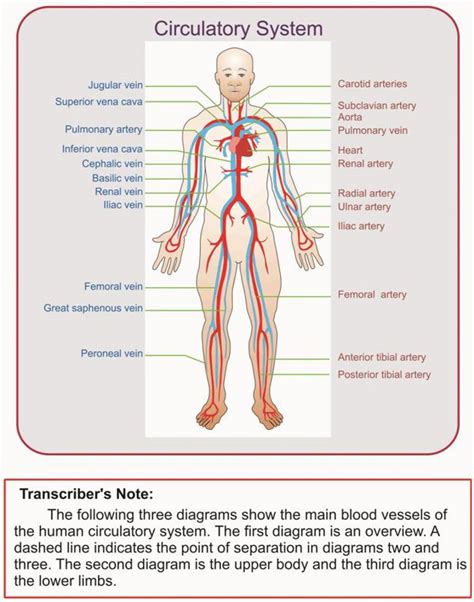 Quotes about Circulatory system (30 quotes)