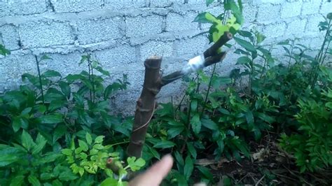 The common fig tree (ficus carica) is actually classified as a deciduous shrub. Fig tree grafting| two deffirent fig graft - YouTube