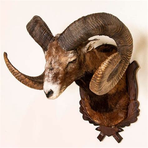 Original Mouflon Sheep Trophy Mount Chairish