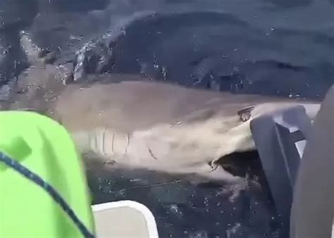 VÍDEO Tubarão de 3 metros ataca hélice de motor de barco e assusta