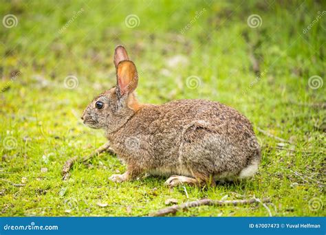 Cottontail Rabbit Sylvilagus Stock Image Image Of Wild Wildlife