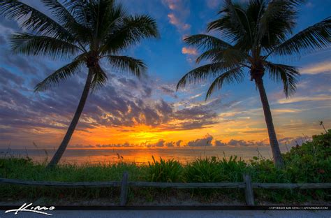 Two Coconut Trees At Sunrise On The Beach In Florida Royal Stock Photo