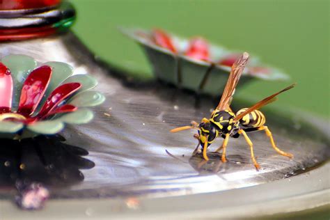 How to keep a mummy (japanese: Keep Bees Away From Hummingbird Feeders