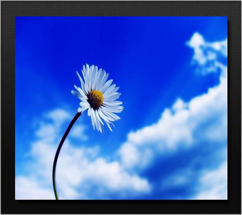 Lilac And Sky Lulac Air Bonito Blue Blur Cloud Flower Fresh