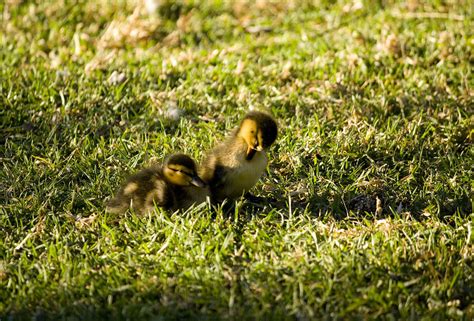 Baby Ducklings 2 Photograph By Chris Berry Fine Art America