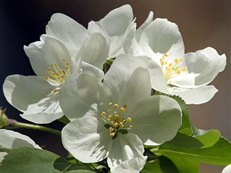 Photographs of flowering trees that are commonly used to provide landscaped areas with a wide range of bloom, color, and fragrance. Image result for white flowering trees identification ...