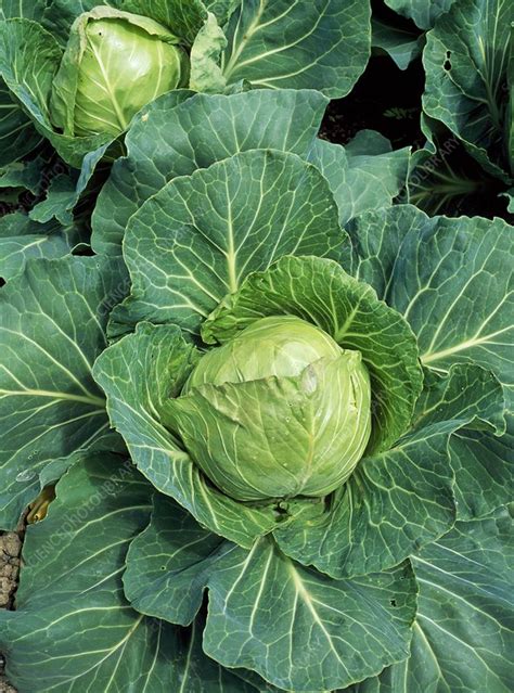 Green Cabbage Stock Image H1102852 Science Photo