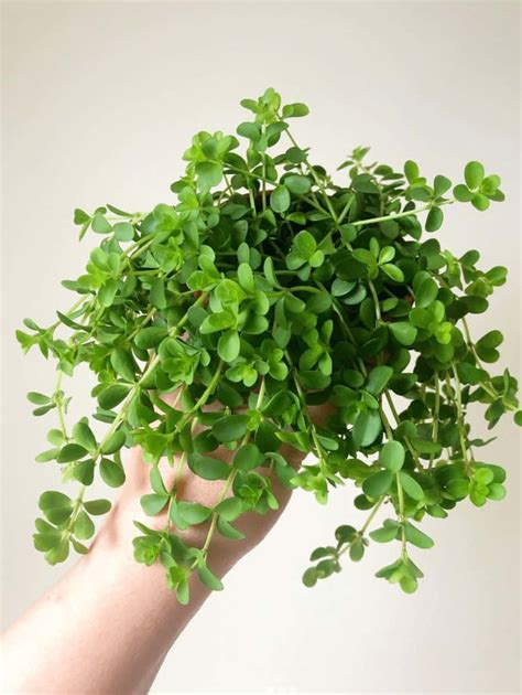Peperomia Japonica Care All You Need To Know