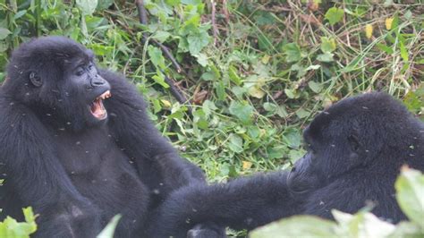 Gorillas Fighting Each Other
