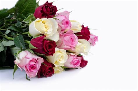 Rosen in allen farben und größen sofort versandbereit. Welche Blumen zum Valentinstag? 5 Arten & ihre Bedeutung