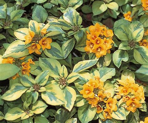 It is important to note that when deer are hungry they will eat just about any plant, especially tender young growth, buds, and flowers. flowering evergreen shrubs for zone 7 | ... congestiflora ...