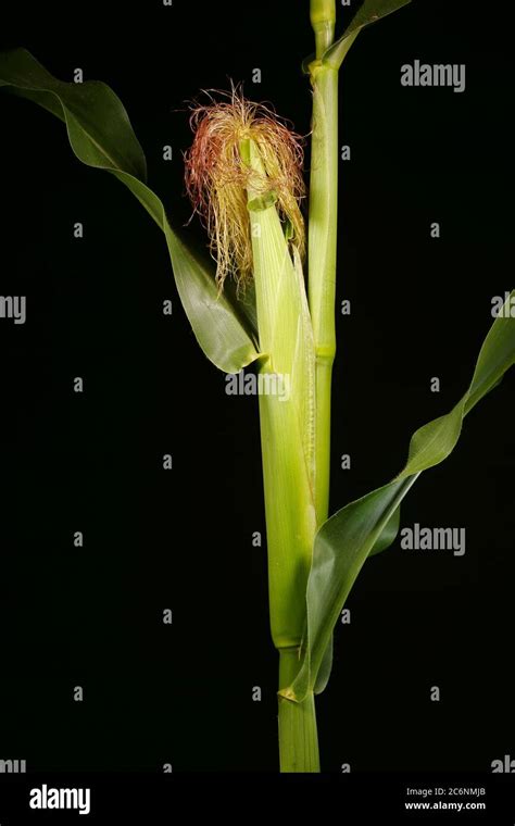 Maize Zea Mays Female Inflorescence Closeup Stock Photo Alamy