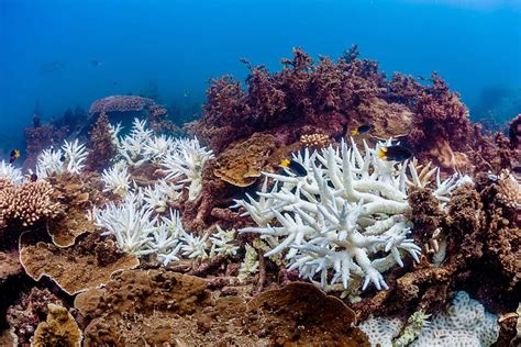 widespread coral bleaching in australia s great barri