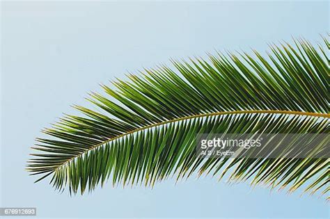 S Bough Photos And Premium High Res Pictures Getty Images