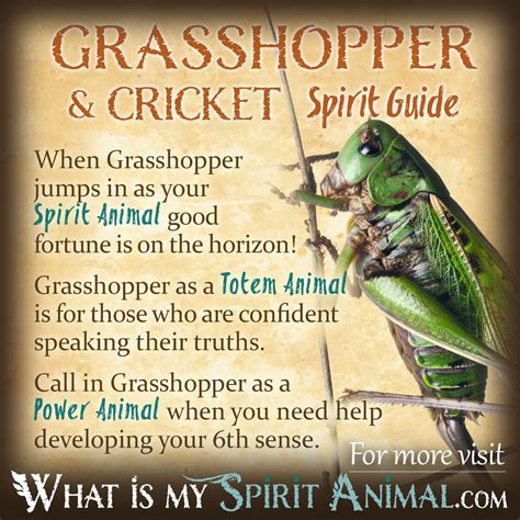 Insect Symbolism And Meaning Spirit Totem And Power Animal