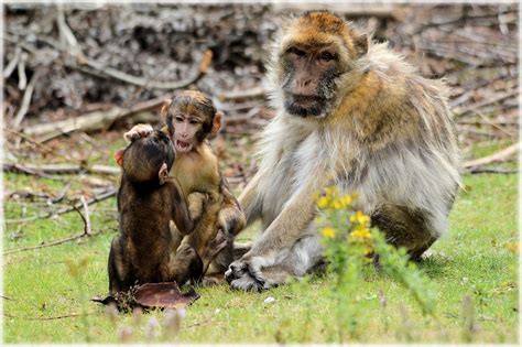 Barbary Macaque Monkey Baby Free Photo On Pixabay