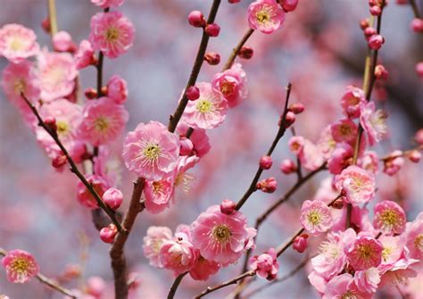 Ume Japans Most Beautiful Early Spring Blossoms Savvy Tokyo