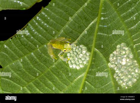 Tree Frog Eggs Hi Res Stock Photography And Images Alamy