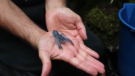 In A World First Tasmanian Giant Freshwater Crayfish Released Into