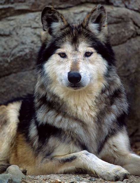 Mexican Wolf Canis Lupus Baileyi How Does Taxonomy