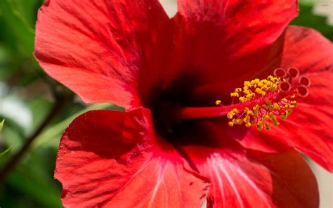Red Hibiscus Flower Wallpapers Wallpaper Cave