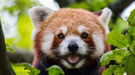 Travel News International Red Panda Day 2020 Know 5 National Parks