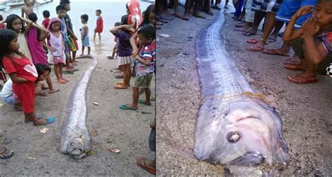 More of the latest stories. oarfish2