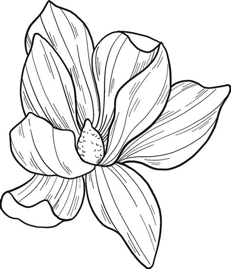 Top 26 Printable Magnolia Coloring Pages Online Coloring Pages