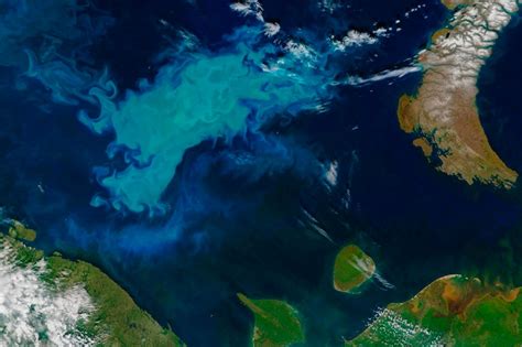 Phytoplankton Enhance Arctic Oceans Ability To Soak Up Carbon Dioxide