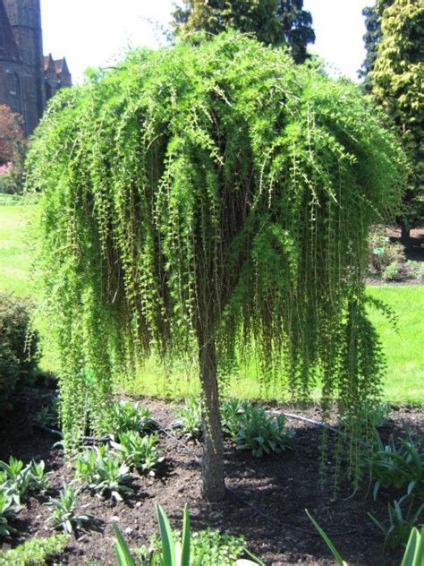 Trees with interesting branching habits are often used as accents in the landscape. Weeping Japanese Larch 'Pendula'. Larix kaempferi. 10 ...