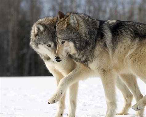Find and download wolf wallpaper on hipwallpaper. High Resolution Wolf 1920×1080 Wallpapers Full Size ...