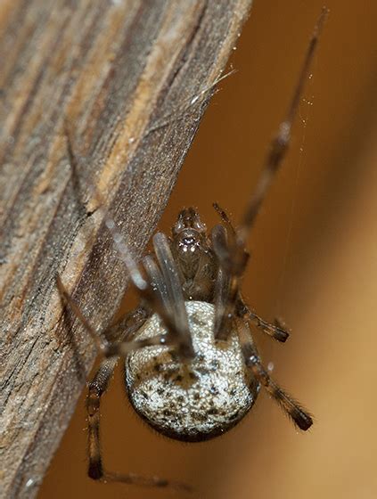 Spider Parasteatoda Tepidariorum Bugguidenet