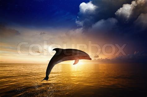 Dolphin Jumping Red Sunset Over Sea Stock Image Colourbox