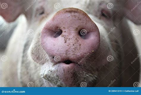 Pig Snout Stock Image Image Of Face Snout Domestic 28941319