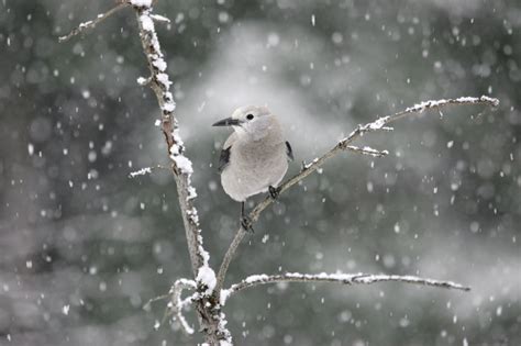 Images Gratuites La Nature Branche Neige Hiver Oiseau Gel En