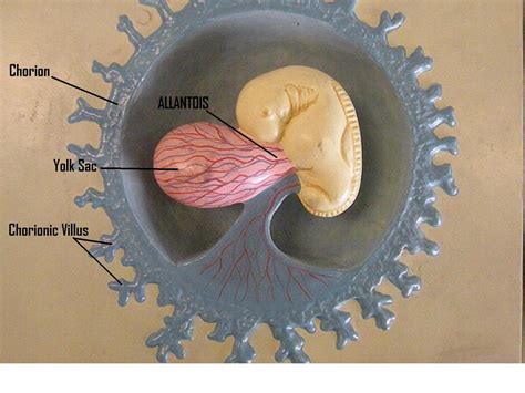 Psc Anatomy And Physiology 2 Labeled Embryonic Development Models