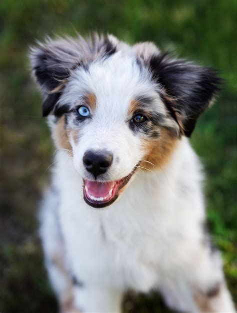 How Many Puppies Do Toy Australian Shepherds Have