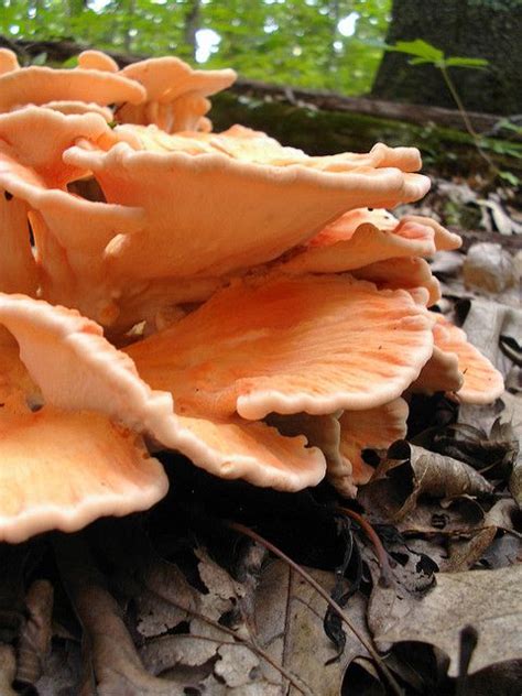 Mid Missouri Morels And Mushrooms Stuffed Mushrooms Edible Wild
