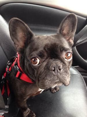 Please consider rescuing a derserving french bulldog. Gallery of Succesful Adoptions - FRENCH BULLDOG RESCUE GB