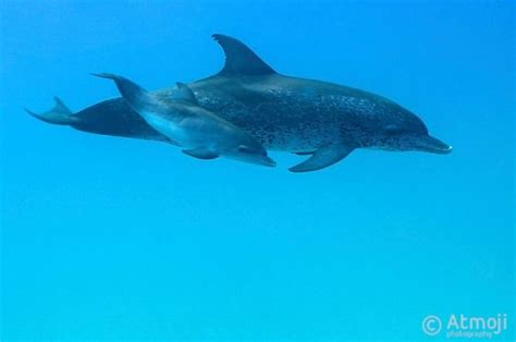 Dolphin Quest Дельфины