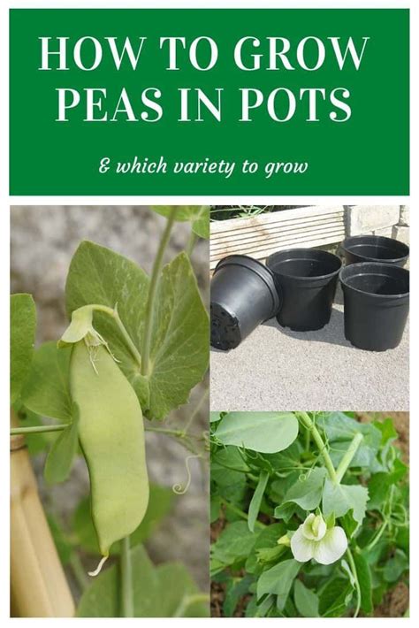 How To Grow Peas In Containers And Pots This Spring Growing Peas Nitrogen Fixing Plants