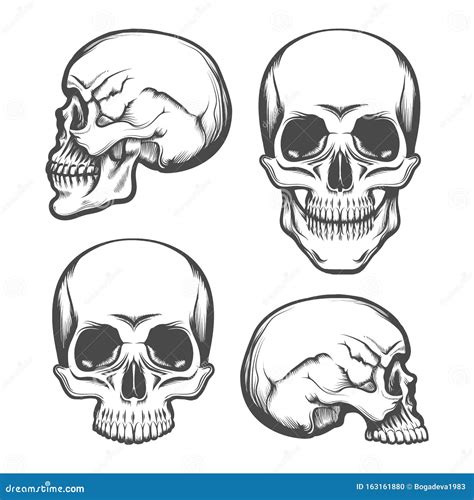 Human Skull Front And Side View Set Stock Vector Illustration Of