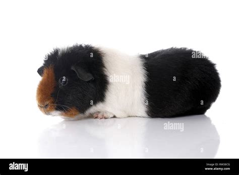 Teddy Guinea Pig Stock Photo Alamy