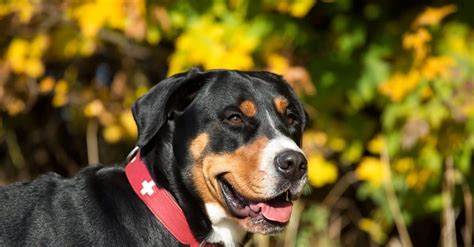 Greater Swiss Mountain Dog Breed Complete Guide A Z Animals