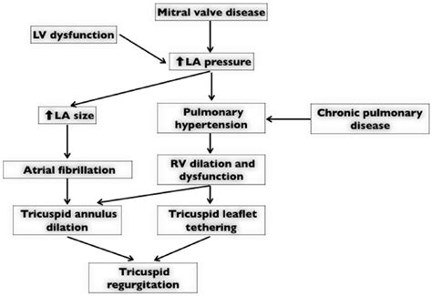 Functional Tricuspid Regurgitation In Mitral Valve Disease Sharon L
