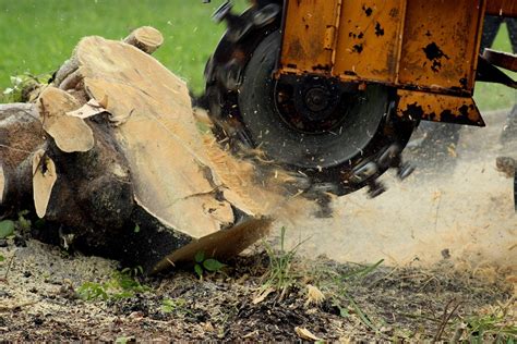 How To Remove A Tree Stump Grinding Vs Removal Marquis Tree Service