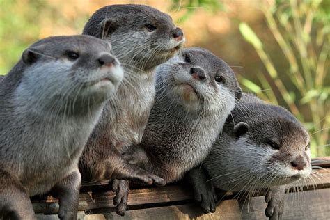 3840x2160px Free Download Hd Wallpaper Otters Wydry