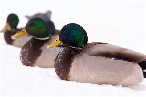 Wild Ducks Walk In The Snow Near The Pond Stock Image Image Of Animal
