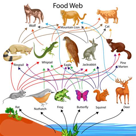 Biology Food Chain Level 2 Activity For Kids Uk